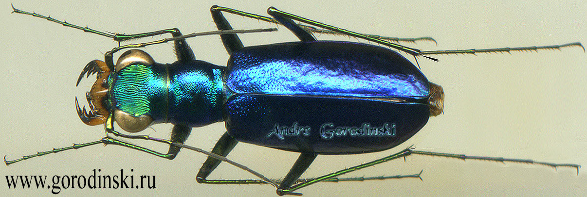 http://www.gorodinski.ru/cicindela/Cylindera oesterlei.jpg